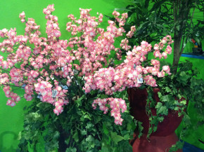 decor (9)